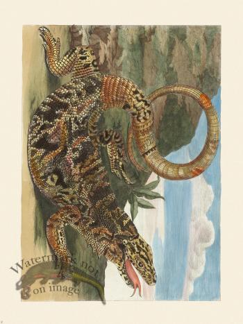 Merian Metamorphosis 70